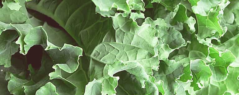 Panic in the Big Apple as blizzard leads to #kalepocalypse Panic in the Big Apple as blizzard leads to #kalepocalypse
