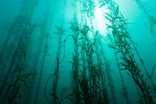Get with the A-list craze for natural seaweed cosmetics