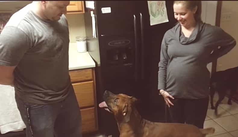 WATCH: Protective dog keeps a careful eye on his owner’s baby bump