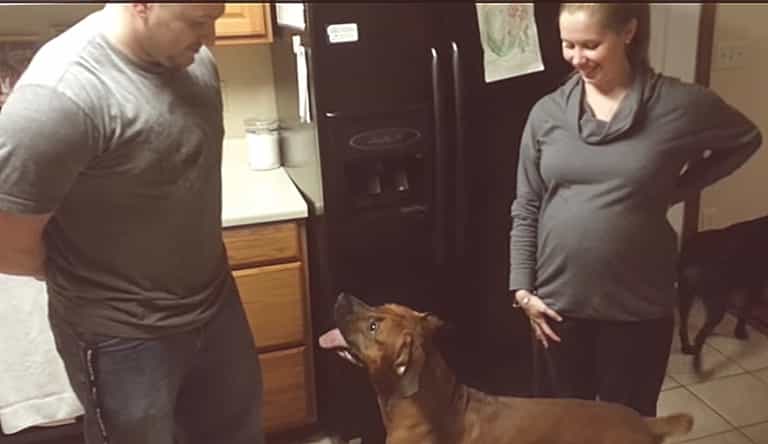 WATCH: Protective dog keeps a careful eye on his owner’s baby bump WATCH: Protective dog keeps a careful eye on his owner’s baby bump