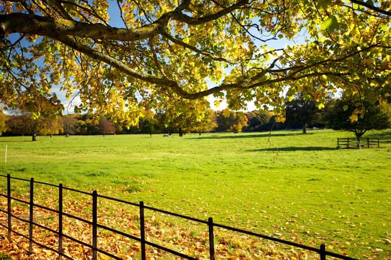 Man released without charge following Phoenix Park hit and run