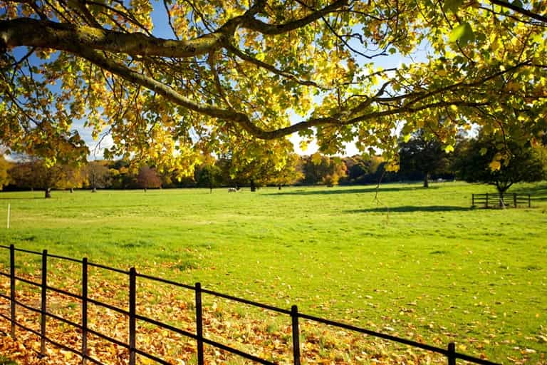 Man released without charge following Phoenix Park hit and run