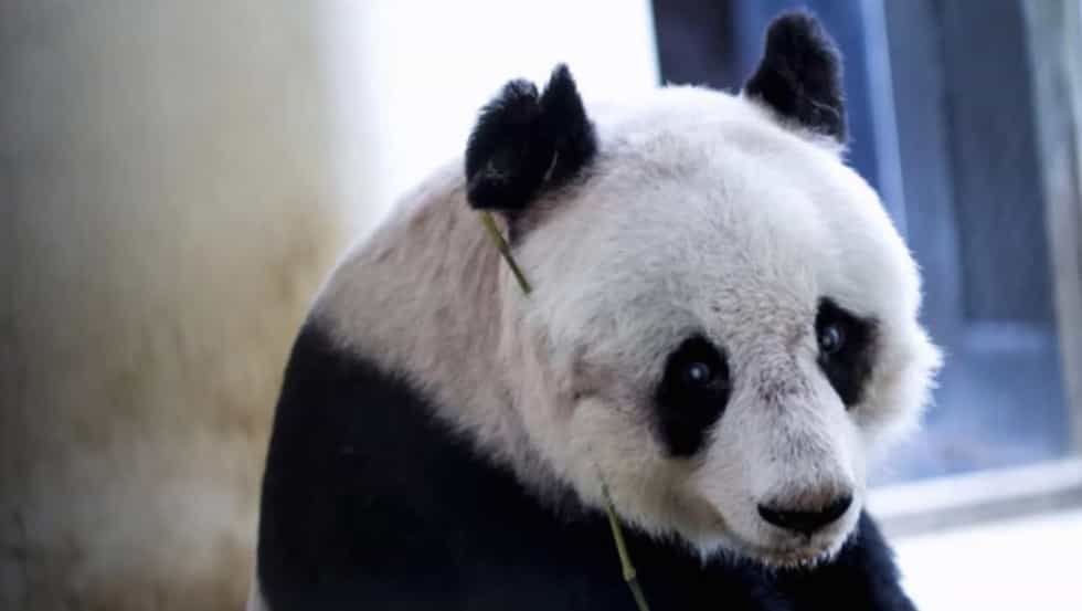So this exists… Prepare for cuteness overload
