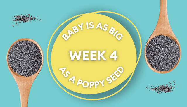 Your baby at 4 weeks: Week-by-week guide to pregnancy
