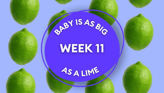 Your baby at 11 weeks pregnant: Week-by-week guide to development