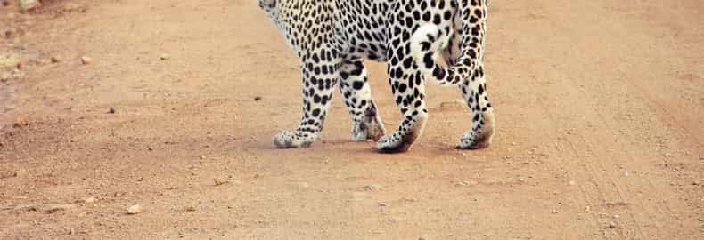 WATCH: Leopard Roams School Corridors