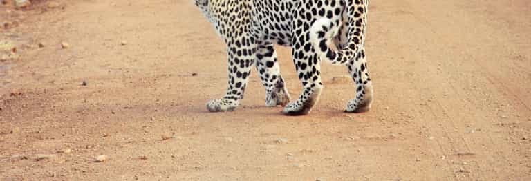 WATCH: Leopard Roams School Corridors