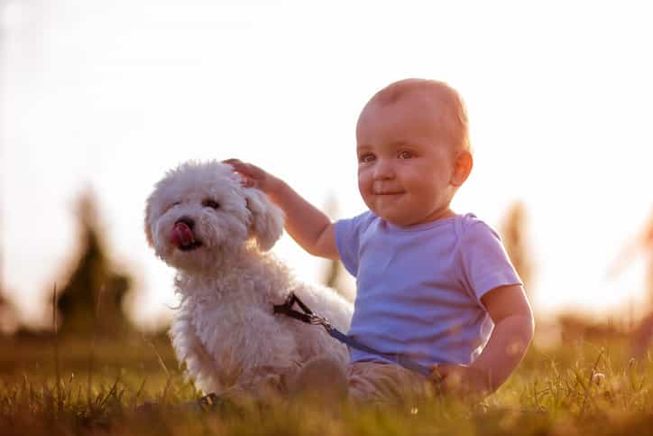 Research reveals Irish people take more photos of their dogs than their babies