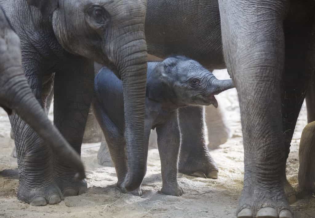 A new baby elephant calf was born at Dublin Zoo last weekend