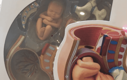There’s a pretty informative 3D pregnancy pelvis for sale in Flying Tiger