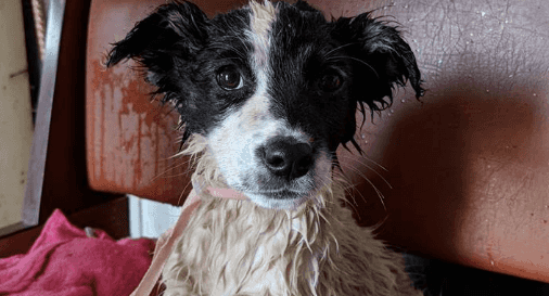 Abandoned Chernobyl dogs rescued and set to get new homes soon