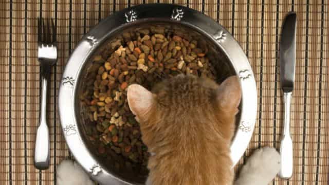 This mum is terrified of a pouch of cat food and the advice she’s getting is comical