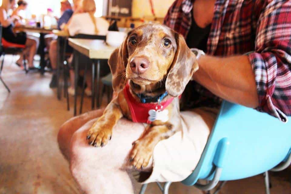 Cork is getting its very first DOG cafe and it looks like an absolute dream spot