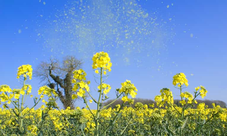 Met Éireann issue pollen forecast for the next few days