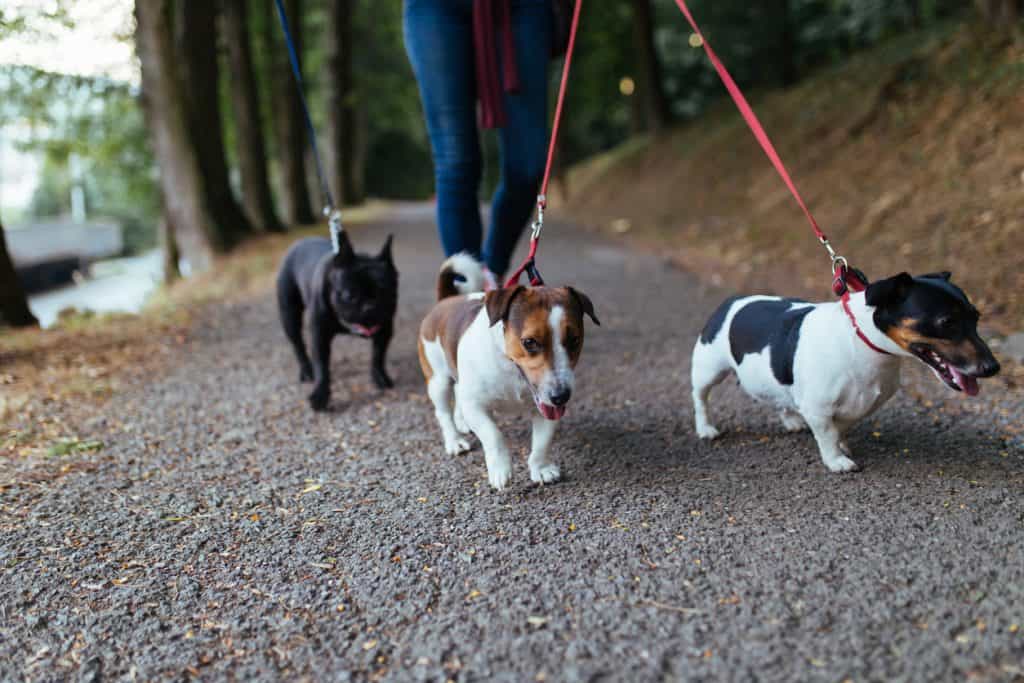 ‘Fit and healthy’ young dog dies after being brought for a walk in 21C heat