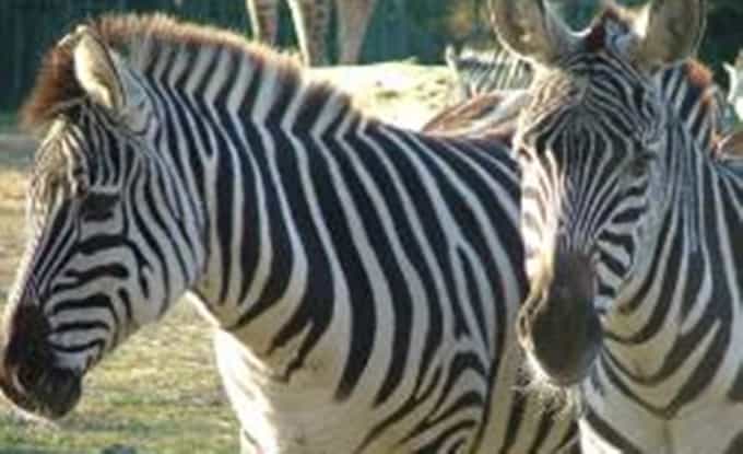 Zoo denies painting donkey black and white to pass it off as a zebra