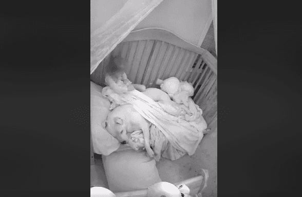 This little girl tucking her frightened dog into her bed is the sweetest thing