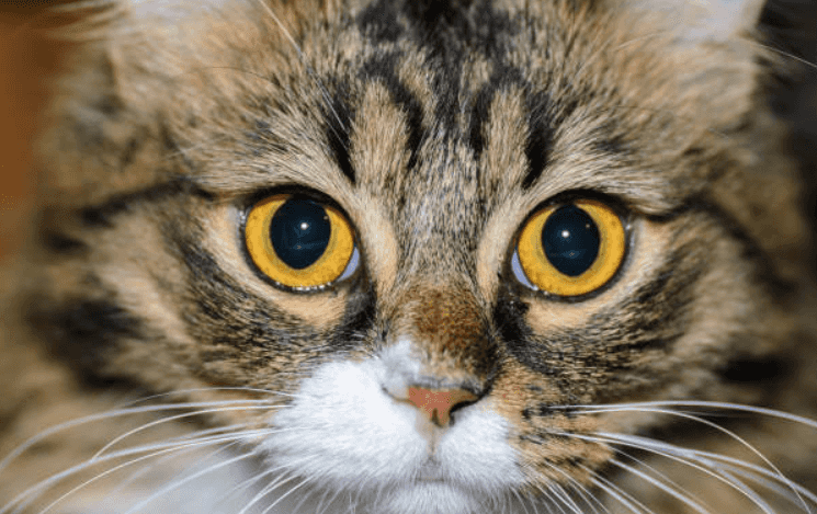This cat walks around like T-rex because she was born with no elbows