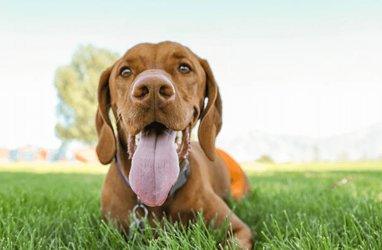 Dog owners warned about effects of Xylitol after one dog passes away