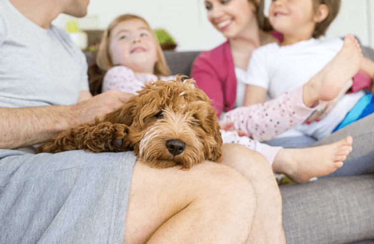 Parents and pets: What’s the worst thing your furry friend has done?