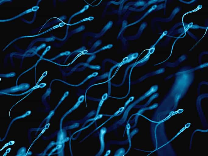 Study claims ingesting semen could reduce chance of recurrent miscarriages Study claims ingesting semen could reduce chance of recurrent miscarriages
