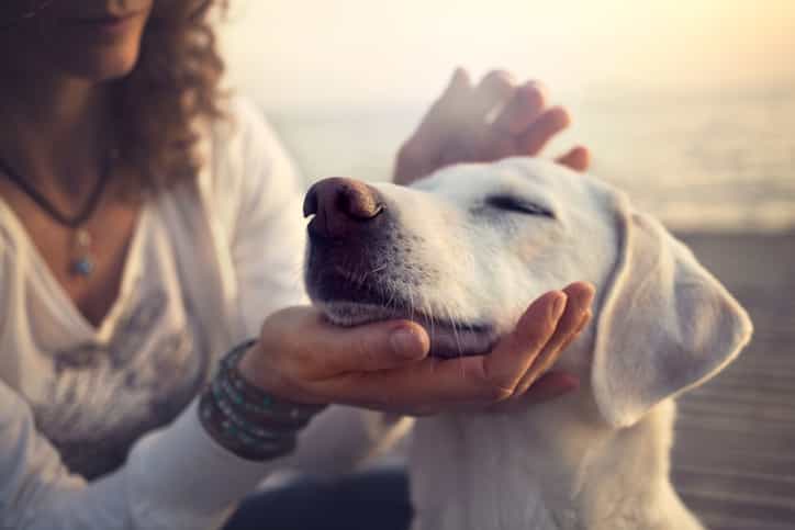 Science says that dog owners are happier than cat owners, and yeah, makes sense