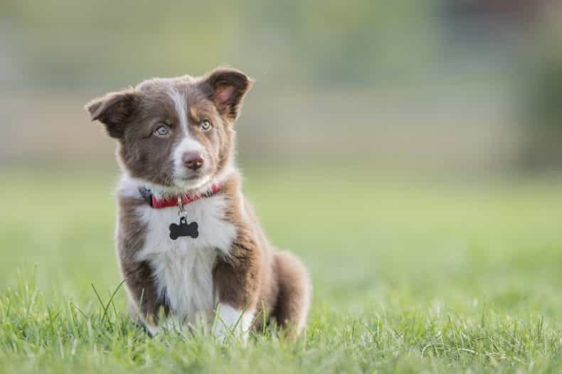 Dogs Trust Ireland just released a TV ad and it has us feeling all kinds of emotion
