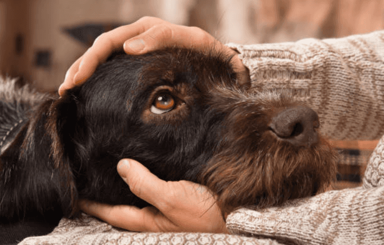 No more tears! This website warns you if any dogs die in a movie or book