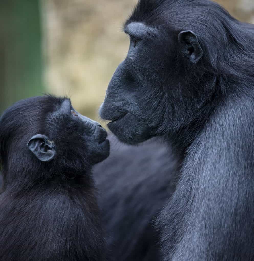 Tayto Park ‘LOVE YOUR ZOO’ Week returns next week and we can’t wait