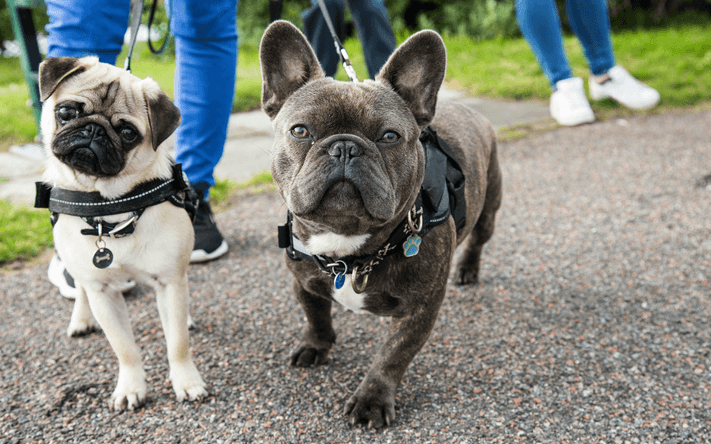 Aldi is dropping the most adorable €6 pet range for your doggy