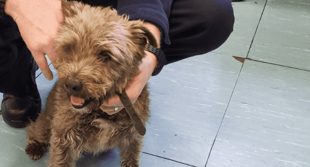 Dog handed in to garda station after taking bus from Limerick to Dublin