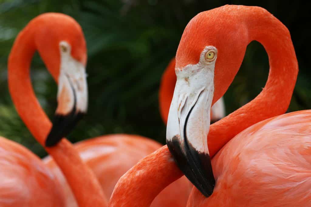 Flamingo in zoo has to be put down after child throws rock at it