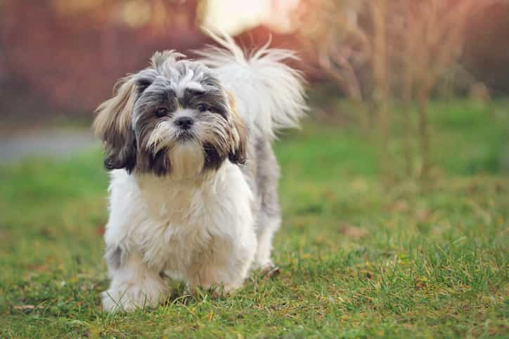 Healthy dog put down so she could be buried with owner who had died