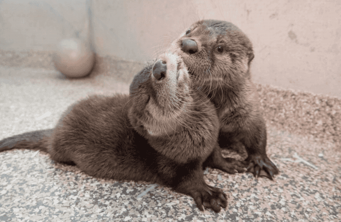 Orphaned otter babies are rescued by vets and they’re SO adorable