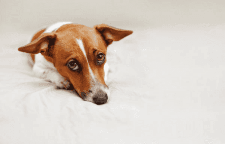 Puppy dog eyes are real and dogs have evolved to make them so, says study