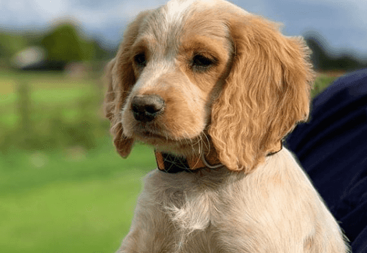 The Gardaí have a new puppy recruit and they’re looking for name suggestions