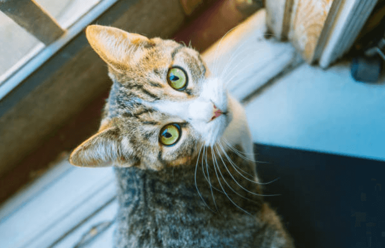 Owning a cat could actually make you live longer, according to a study
