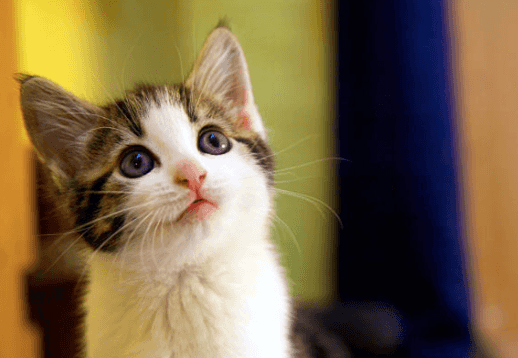 The ISPCA are trying to rehome 91 cats and kittens in Longford, Donegal, and Cork