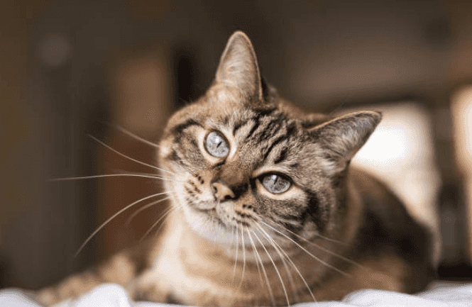 Research finds that if you own a cat, it will start to mimic your actions