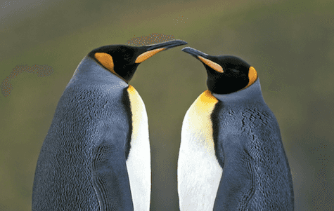Two gay penguins adopt abandoned egg in Berlin zoo