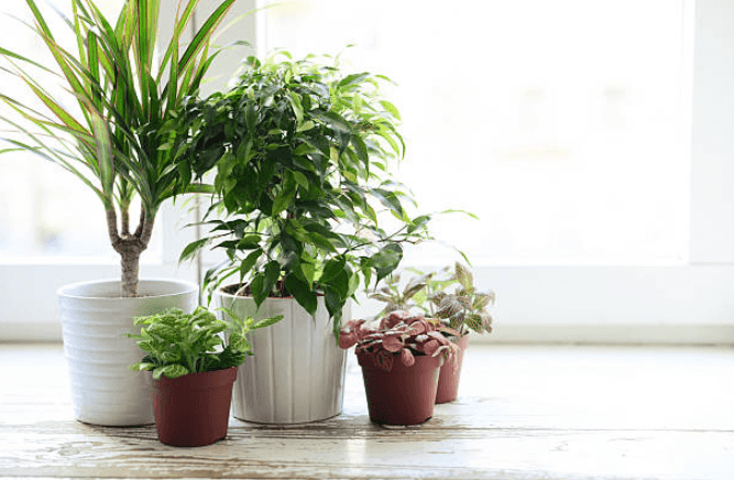 There’s a hotel for house plants to keep them ‘safe’ while you’re on holiday