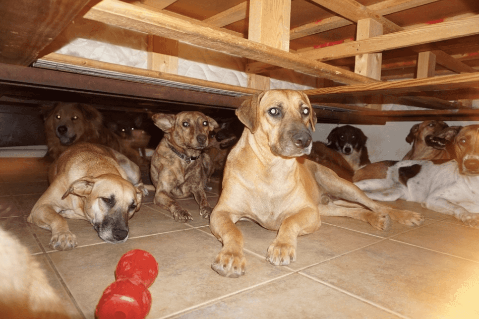 Woman takes in 97 stray dogs to save them from hurricane in the Bahamas
