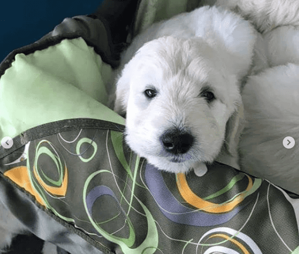 There was a puppy buggy in Dublin airport yesterday and it’s too adorable