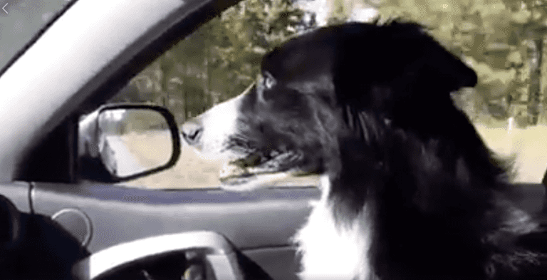 Woman quits her job and spends 57 days searching for her missing dog
