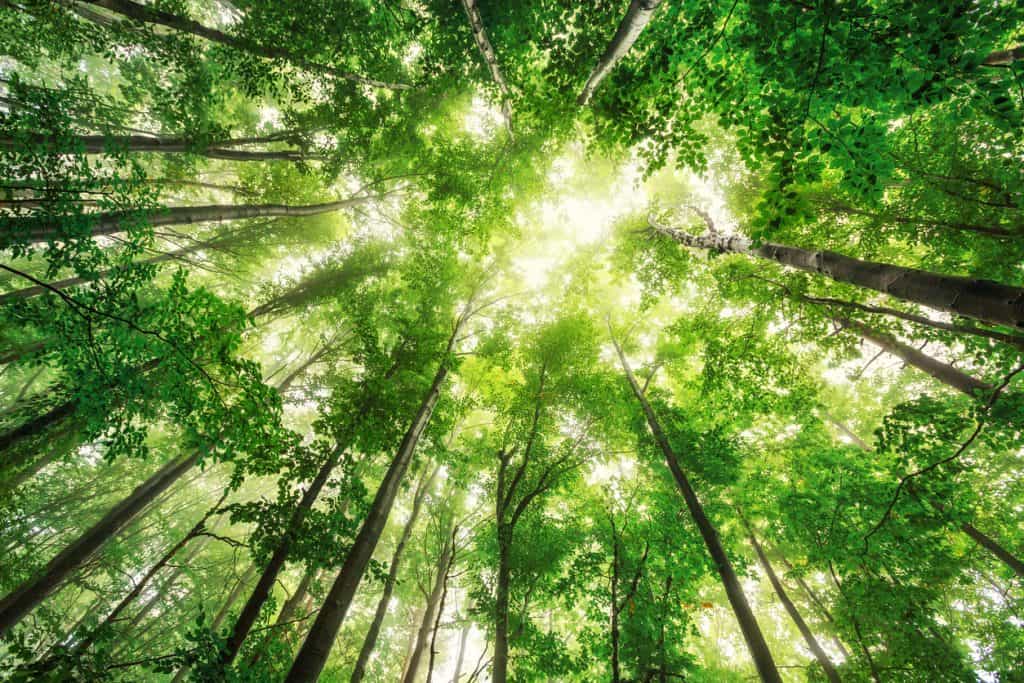 Denmark to plant almost one million trees after first climate change focused telethon