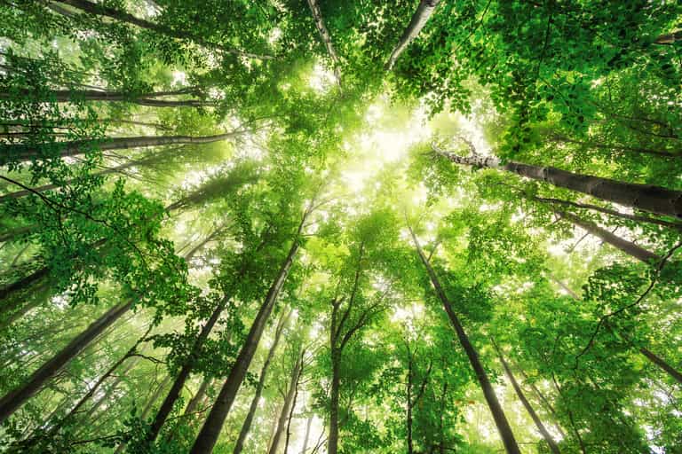 Denmark to plant almost one million trees after first climate change focused telethon
