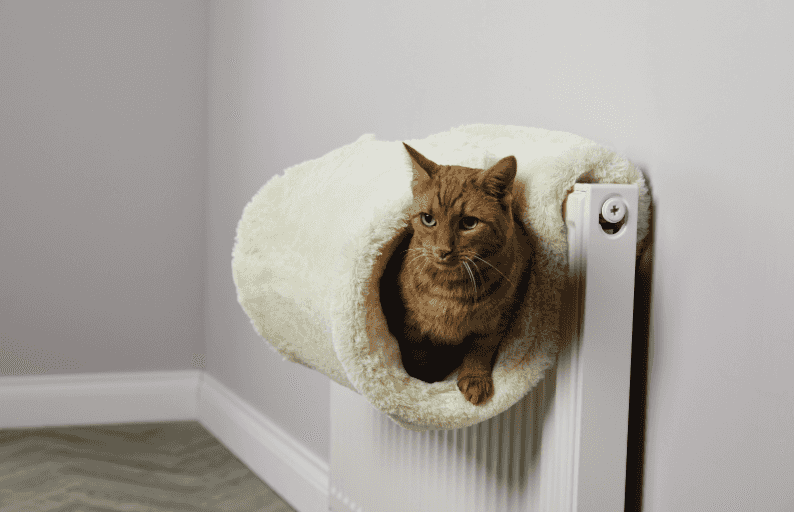 Aldi will be selling a cat radiator bed really soon to keep your furry friends the happiest ever