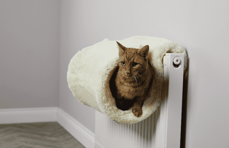 Aldi will be selling a cat radiator bed really soon to keep your furry friends the happiest ever
