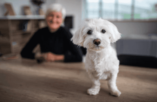 A retirement home only for old cats and dogs has opened up in the States