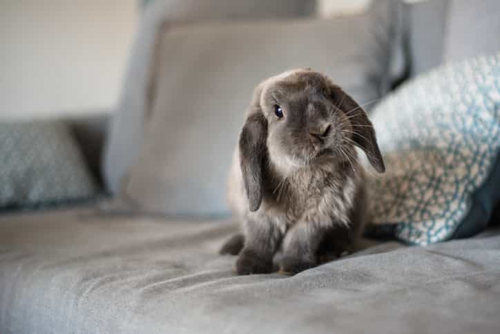 You can now do bunny yoga and yeah, it sounds like an actual dream